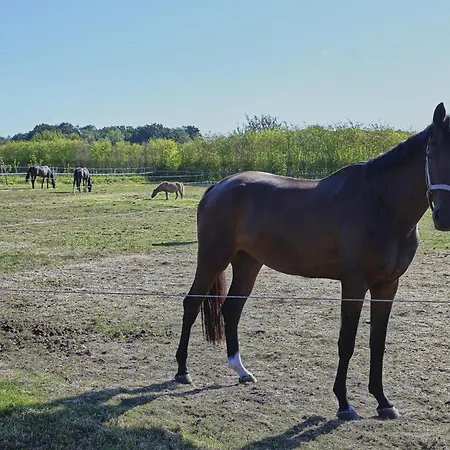 De Rouwenbogt Dom wakacyjny Reusel